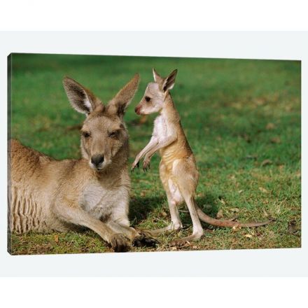 Kangaroos can intentionally communicate with humans, research reveals