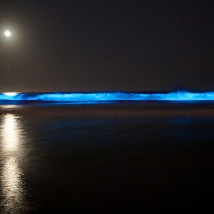 'Incredible' bioluminescence gives California coastline an eerie blue glow