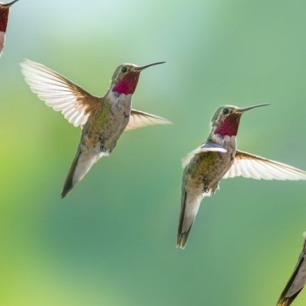 Wild hummingbirds can see colors that humans can't — study