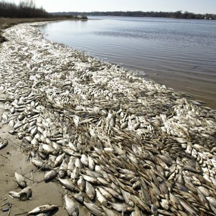 Investigation Reveals Tyson Foods as #1 Culprit in Largest "Dead Zone" on Earth