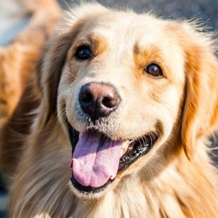 FDA warns of commercial dog bone treats after 90 illnesses, 15 dog deaths