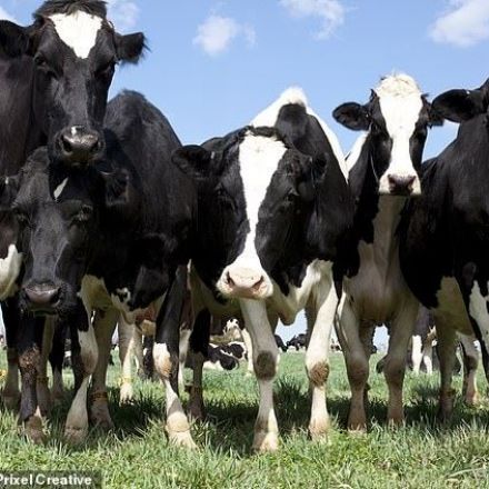 Cows CHAT to each other about food and the weather, study finds