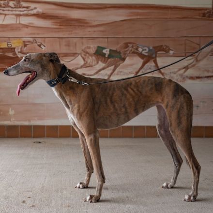 Greyhound racing in the U.S. is coming to an end