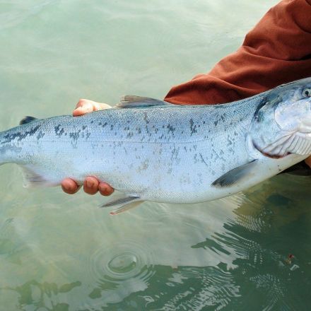 Scientists Made an Eco-Friendly Plastic Using DNA From Salmon Sperm