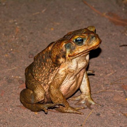 With nothing able to eat them, cane toads are eating each other