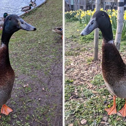 This Duck Called "Long Boi" Is Going Viral For How Tall He Is