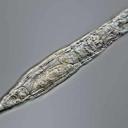 24,000-year-old organisms found frozen in Siberia can still reproduce