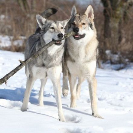Can Wolves Play Fetch? Yes, But Researchers Don't Know Why