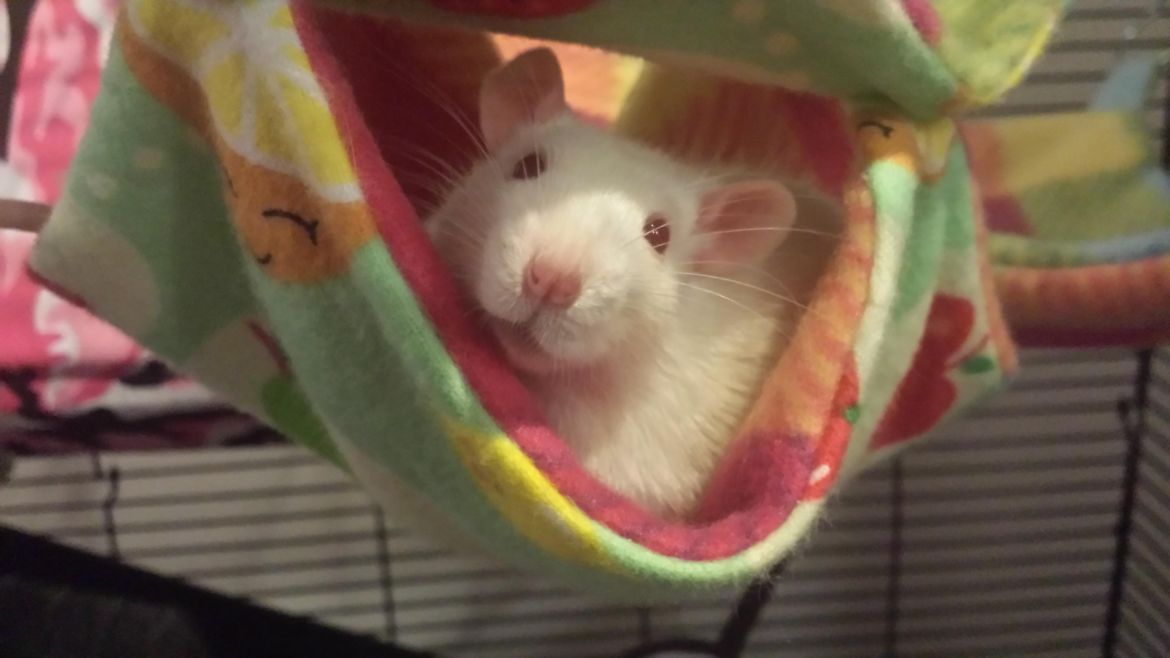Pudge the rat!