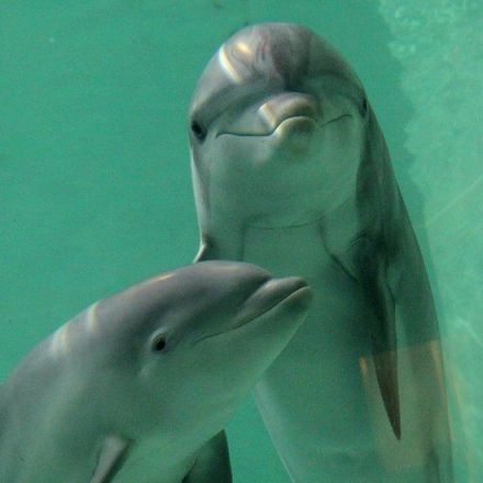 Dolphins Show Self-Recognition Earlier Than Children