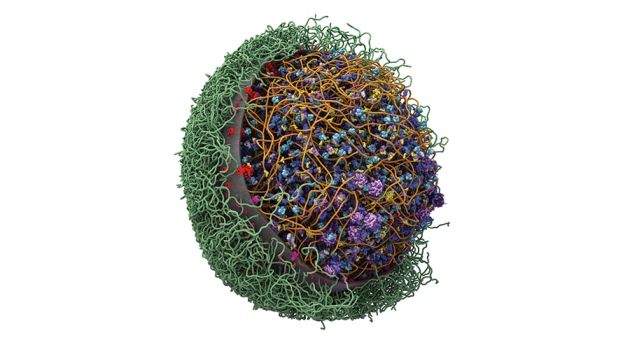 A CellPACK 3-D molecular model of a Mycoplasma mycoides cell, by Johnson et al. 2015.