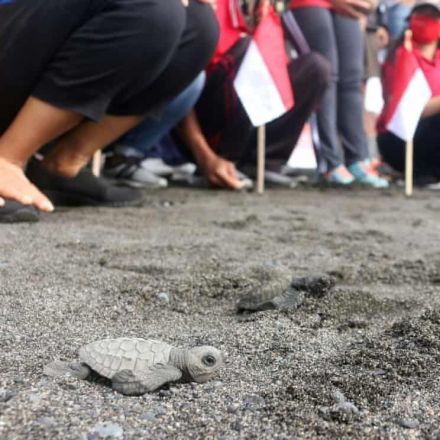 Thousands of baby turtles released into sea off Bali