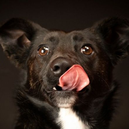 Black shelter animals weren't getting adopted. A photographer had an idea: glam shots