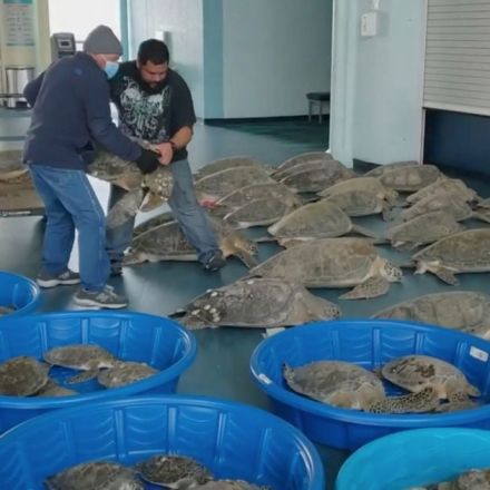 Thousands of ‘cold-stunned’ sea turtles rescued off Texas coast