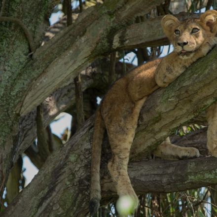 suspected cubs poison lion snapzu