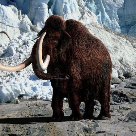 A New Company With a Wild Mission: Bring Back the Woolly Mammoth