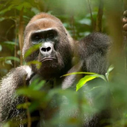 Great apes predicted to lose 90% of homelands in Africa, study finds