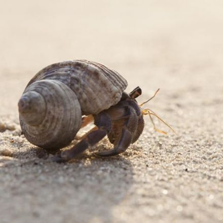 Discarded tires in the oceans are trapping hermit crabs, with no way out