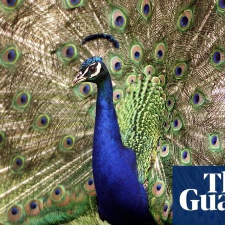 'No predators, plenty to eat': New Zealand struggles with plague of peacocks