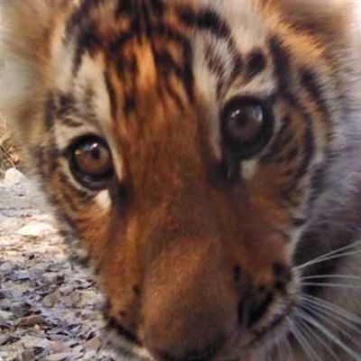 Nepal's Tiger Population Nearly Doubles in Last Decade
