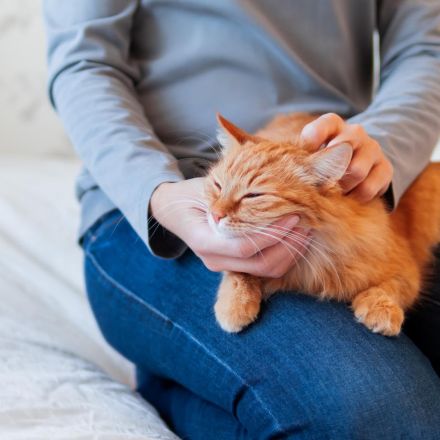 Highly emotional people drawn to cats for stress relief programs