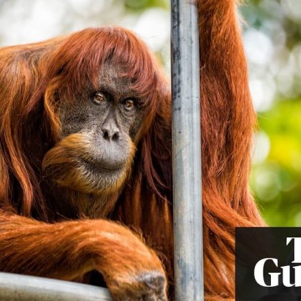 Puan, world’s oldest known Sumatran orangutan, dies aged 62 in Australian zoo