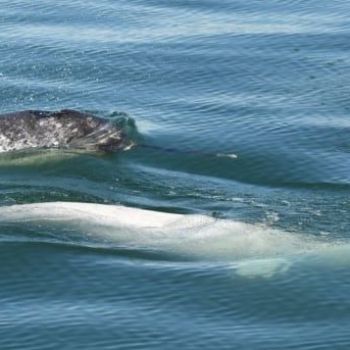 'One of the boys': Beluga whales adopt lost narwhal in St. Lawrence River