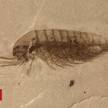 Huge fossil discovery made in China