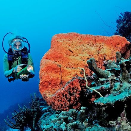 Dimming the sun could save corals from bleaching and hurricanes