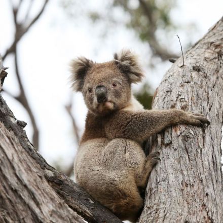 Australia's fires 'killed or harmed 3bn animals'