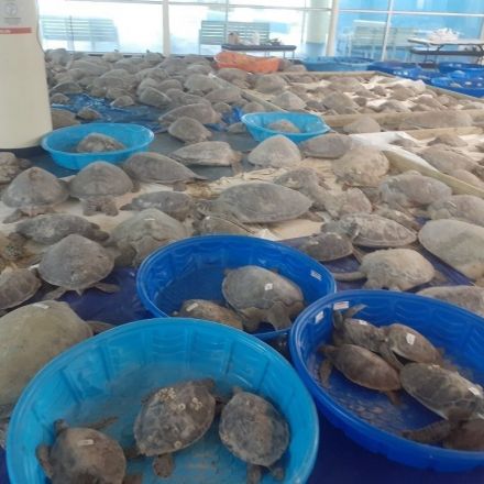 Volunteers Scramble to Save Thousands of Sea Turtles Following Polar Vortex in Texas