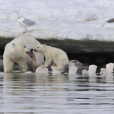 Polar bears gorged on whale carcasses to survive past warm periods, but strategy won’t suffice as climate warms
