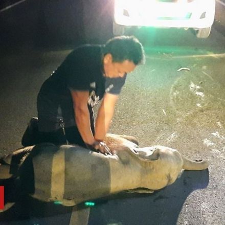 Thai man revives baby elephant with CPR after motorbike accident