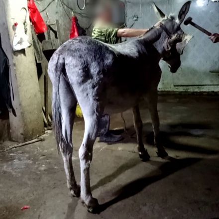 Millions of donkeys 'beaten to death with hammers' for traditional Chinese medicine