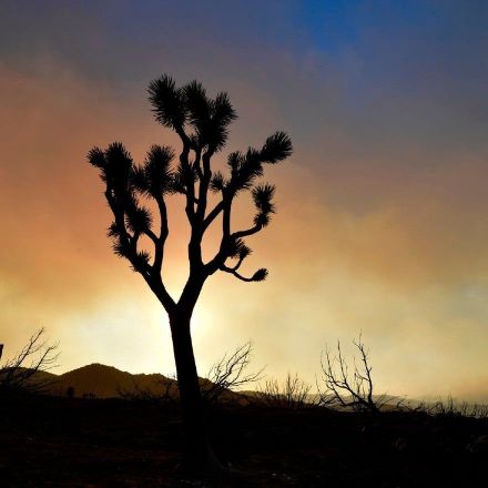 California's Joshua tree to become first to win protections because of climate change