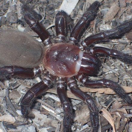 Trapdoor spider: New giant species found in Australia