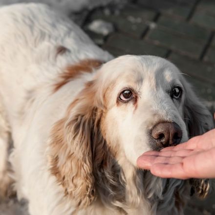 Dogs Can Smell Epileptic Seizures, Study Finds