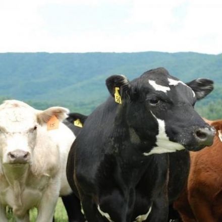 U.S. “Beef” Industry To Lose Over $13 Billion Dollars