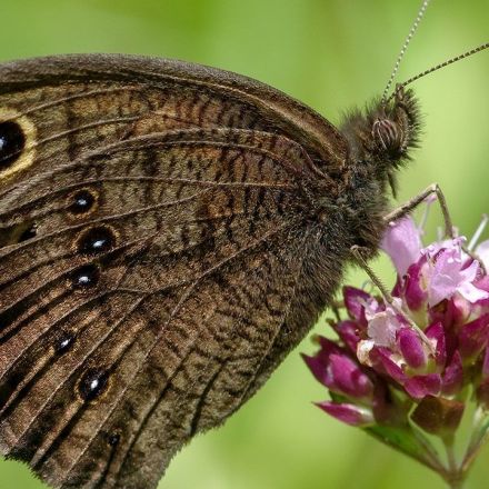 These butterflies boost their hearing with an unusual strategy