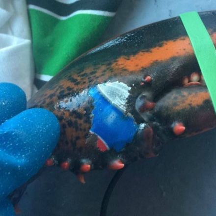 N.B. fisherman finds lobster with Pepsi can imprinted on claw