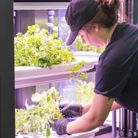 Vertical Farms Are Coming to U.S. Grocery Stores