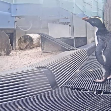 Melbourne zoos are now live-streaming their penguins, lions and baby snow leopards