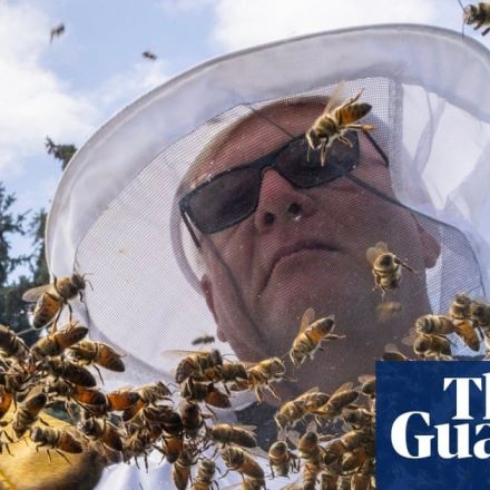Five million bees escape after crates of hives fall off truck in Canada