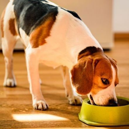 How often you wash your dog's bowl can affect your health, too, study says