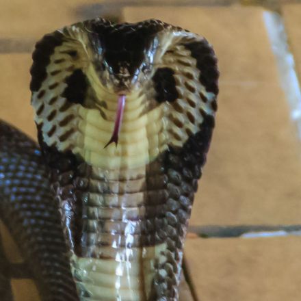 Bite from exotic snake sparks multistate scramble for antivenom