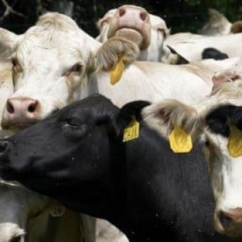 McDonald’s and Walmart beef suppliers criticised for ‘reckless’ antibiotics use