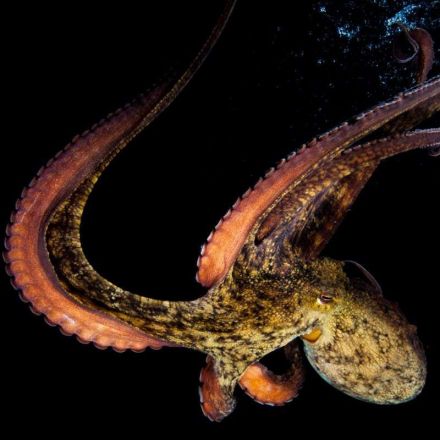 Female octopuses throw things at males that are harassing them