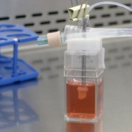 Canadian-backed company's biotech breakthrough: tiny, beating hearts made from stem cells