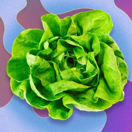 Insulin grown in lettuce can be taken orally
