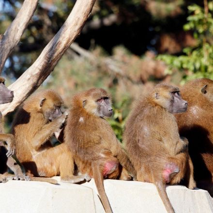 Paris zoo evacuated after 52 baboons escape enclosure 